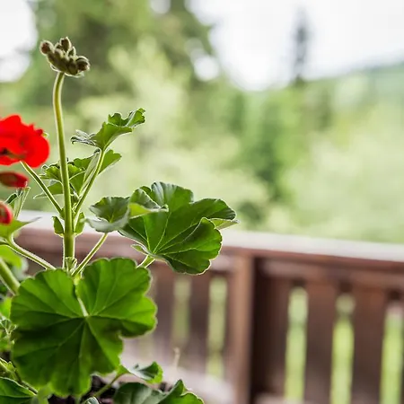 Chalet Kronplatz Olang